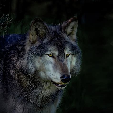 Wolf Night Bwin